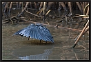 zwarte reiger_MG_6841